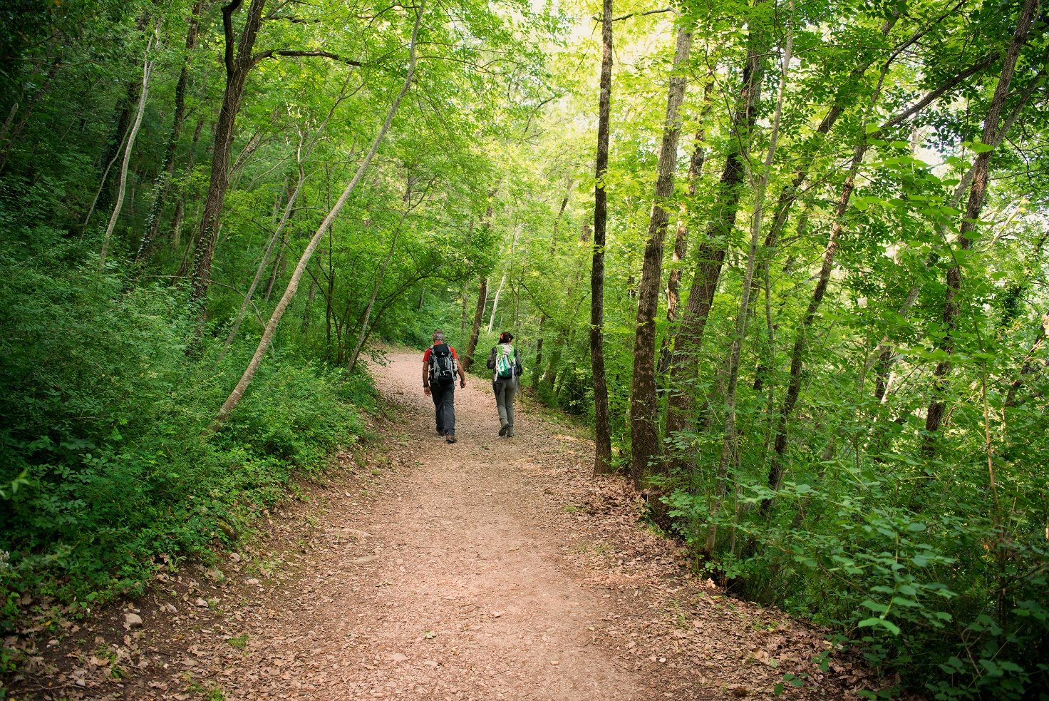 Path in the Woodland of San Francesco