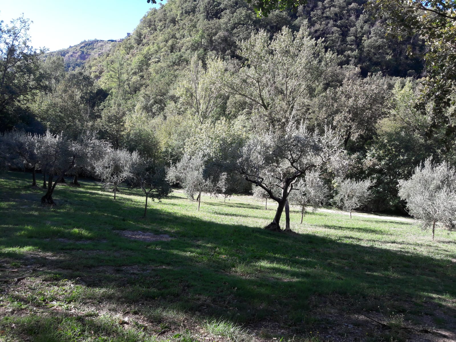 Landscape at the Woodland of San Francesco