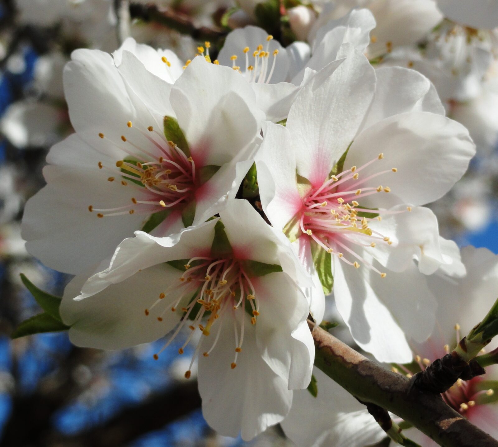 Almond tree