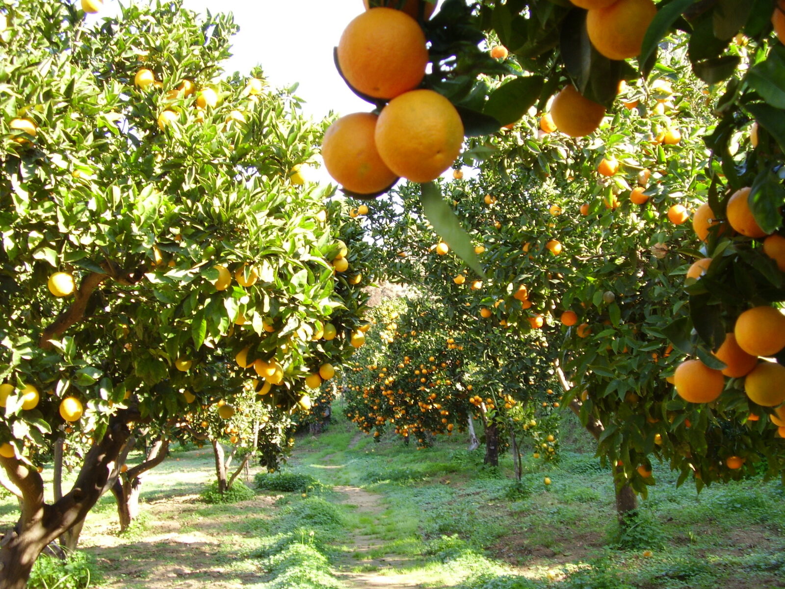 Citrus groves in the Kolymbethra Garden