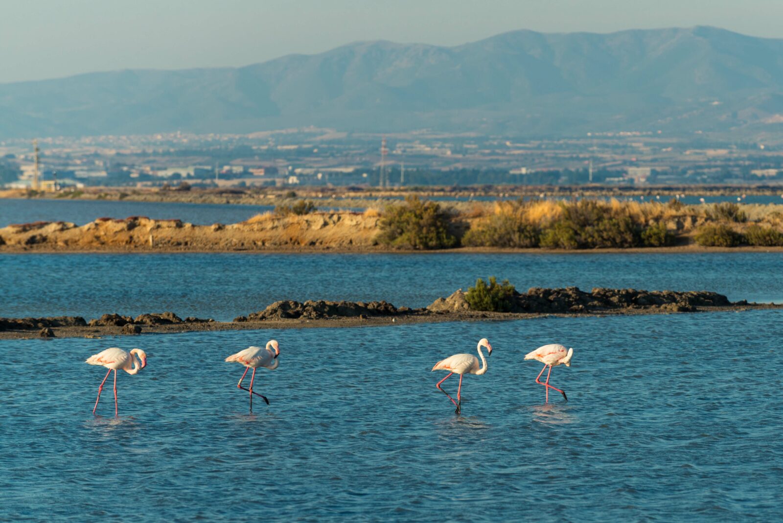 4 fenicotteri sono in acqua in una delle saline